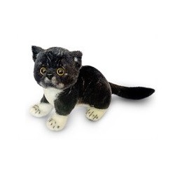 Kot exotic czarno-biały 26 cm